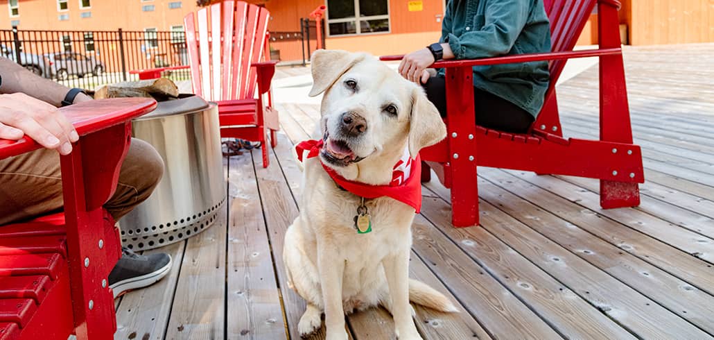 A dog on the Snow Cap Inn deck.