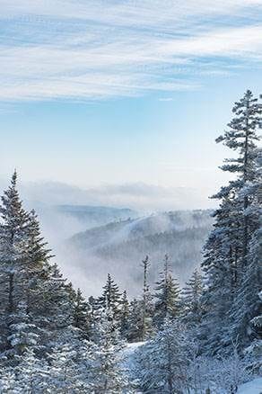 Snow covered trees at Sunday River