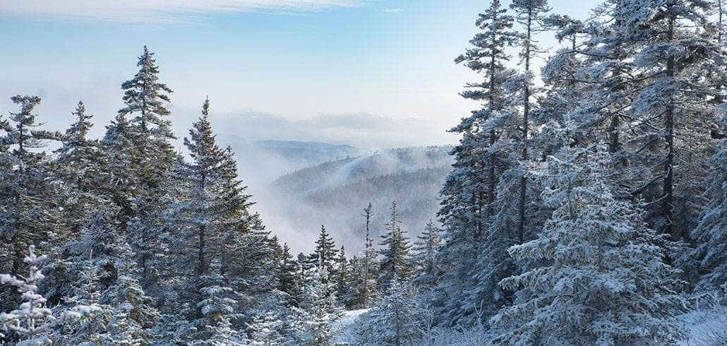 snowy trees