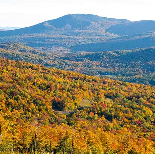 Scenic view with foliage