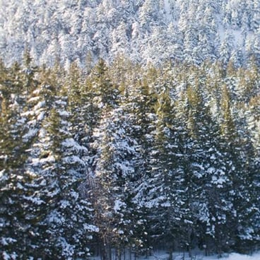 trees covered in snow